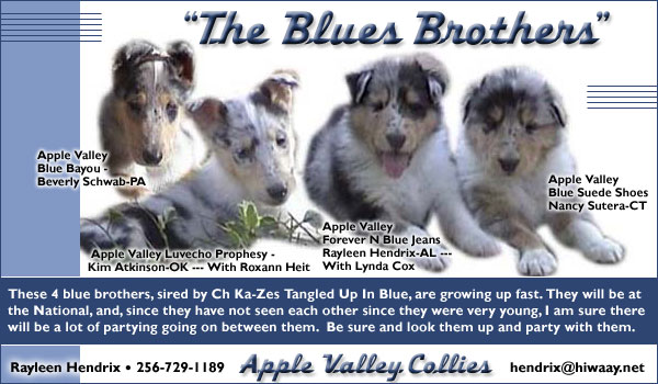 Apple Valley Collies