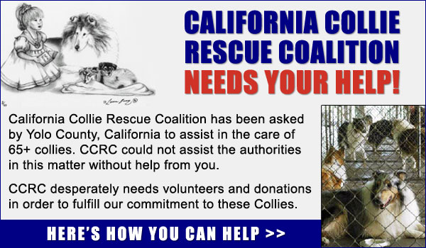 California Collie Rescue Coalition