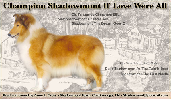 Ch. Shadowmont If Love Were All