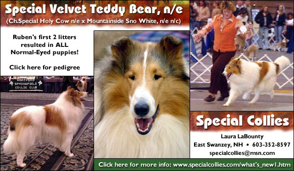 Special Velvet Teddy Bear