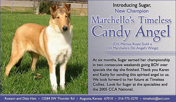 Ch. Marchello's Timeless Candy Angel