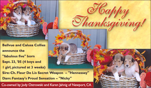 Bellvue and Calusa Collies: Happy Thanksgiving