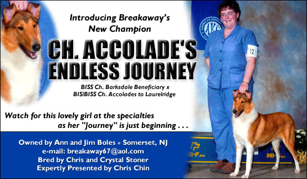 Breakaway Collies -- Ch. Accolade's Endless Journey