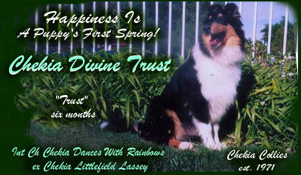 Chekia Divine Trust