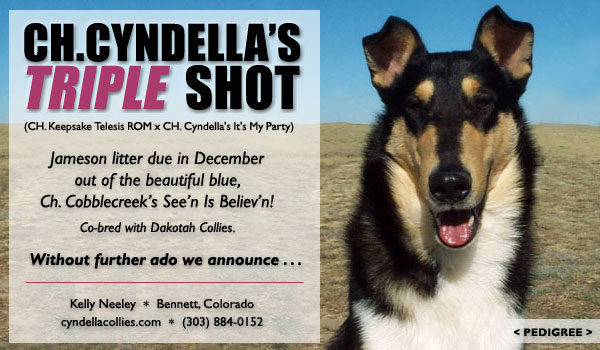 Ch. Cyndella's Triple Shot