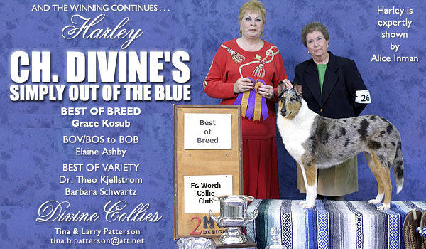 Ch. Divine's Simply Out Of The Blue