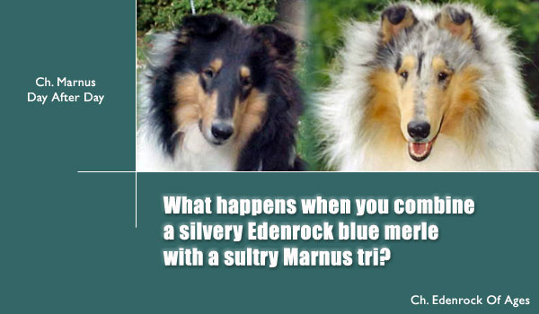 What happens when you combine a silvery Edenrock blue merle with a sultry Marnus tri?