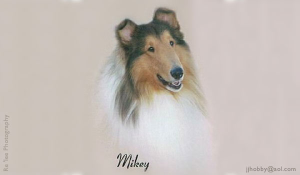 Hobby's Collies -- Mikey