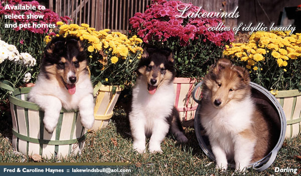Lakewinds Collies