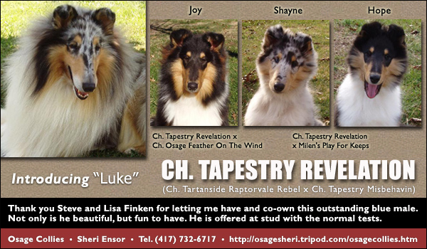 Osage Collies -- Ch. Tapestry Revelation