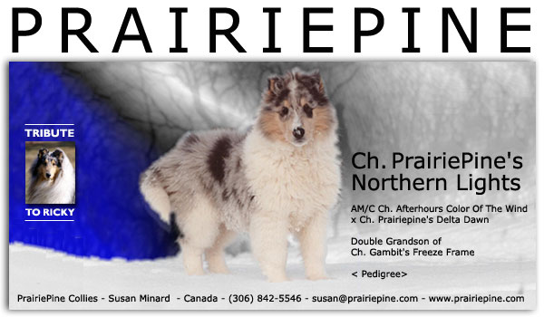 Ch. Prairiepine's Northern Lights