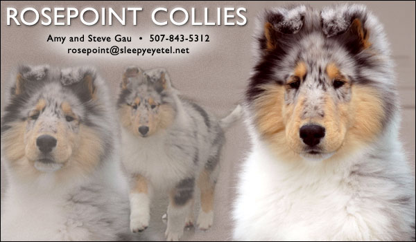 Rosepoint Collies