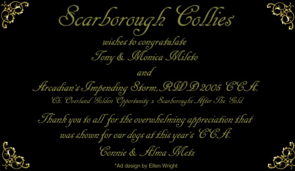 Scarborough Collies