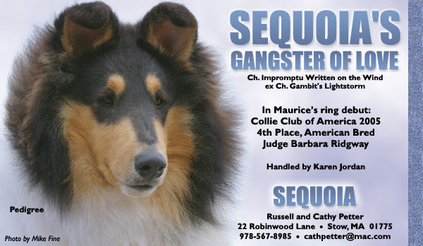 Sequoia's Gangster Of Love