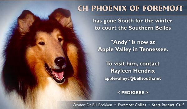 Apple Valley Collies and Foremost Collies -- CH Phoenix of Foremost