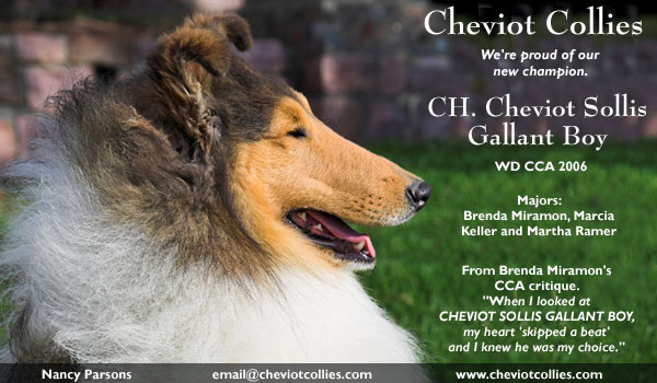 Cheviot -- CH Cheviot Sollis Gallant Boy