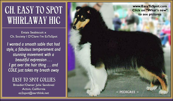 Easy To Spot Collies -- CH Easy To Spot Whirlaway HIC