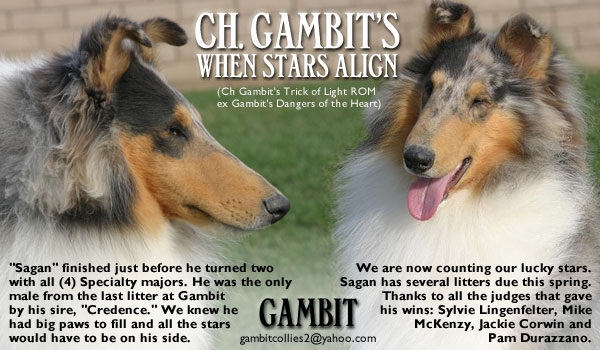 Gambit -- Ch. Gambit's When Stars Align