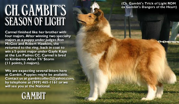 Gambit -- Ch. Gambit's Season Of Light