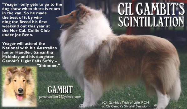Gambit -- Ch. Gambit's Scintillation