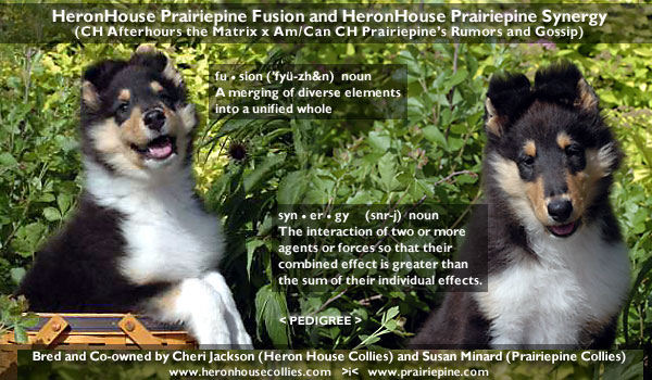 HeronHouse/Prairiepine -- HeronHouse Prairiepine Fusion and HeronHouse Prairiepine Synergy