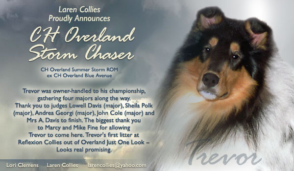 Laren Collies -- CH Overland Storm Chaser