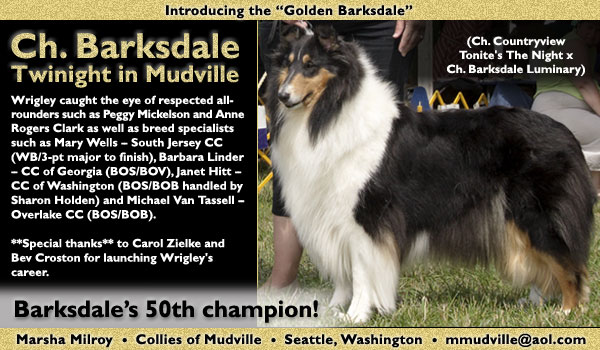 Collies of Mudville -- Ch. Barksdale Twinight in Mudville