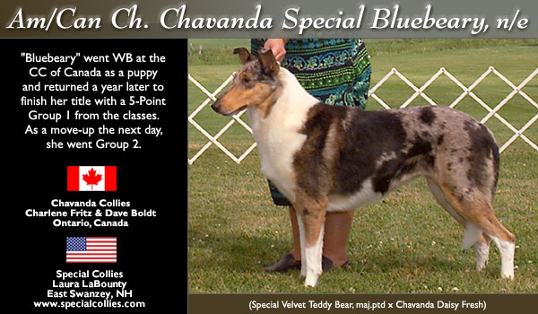 Special/Chavanda -- A/C CH Chavanda Special Bluebeary