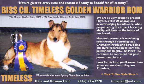 Timeless -- CH Timeless Golden Warrior