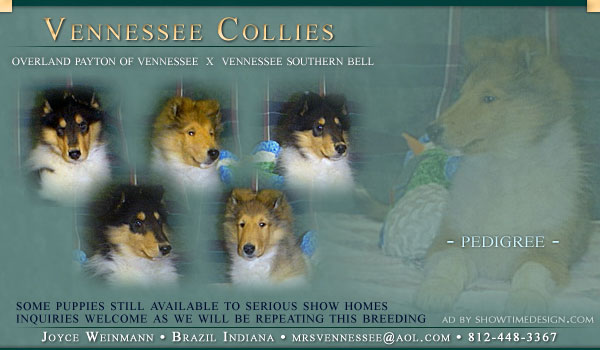 Vennessee Collies