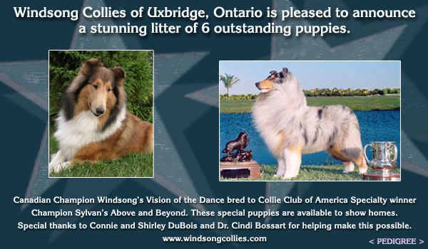 Windsong Collies