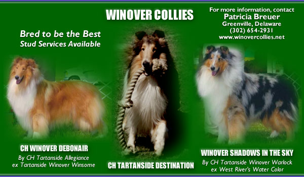 Winover Collies -- CH Winover Debonair, CH Tartanside Destination and Winover Shadows In The Sky