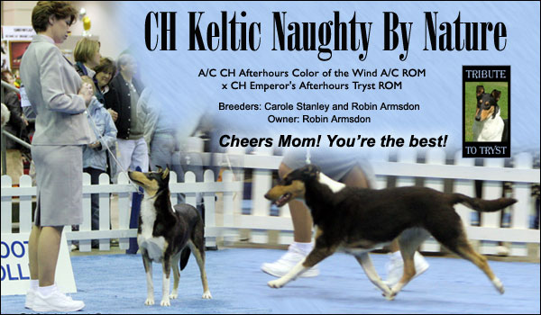 Keltic Collies -- CH Keltic Naughty By Nature