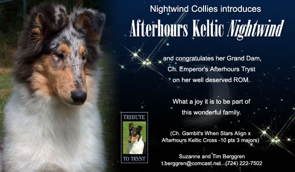 Nightwind Collies -- Afterhours Keltic Nightwind
