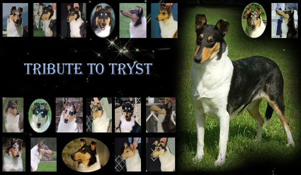 Afterhours Collies -- Tribute to Tryst