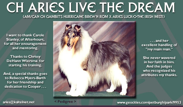 Aries Collies -- CH Aries Live The Dream