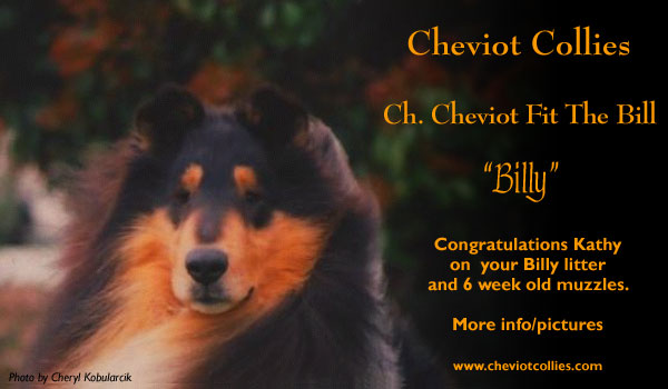 Cheviot -- Ch Cheviot Fit The Bill
