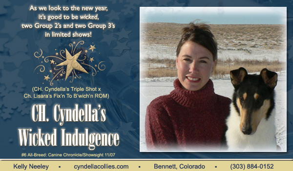 Cyndella -- CH Cyndella's Wicked Indulgence