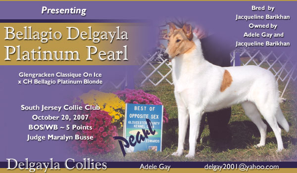 Delgayla Collies -- Bellagio Delgayla Platinum Pearl