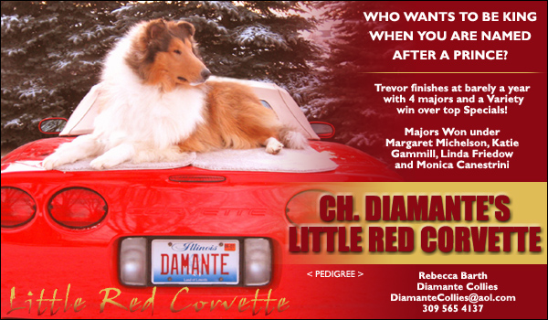 Diamante Collies -- CH Diamante's Little Red Corvette