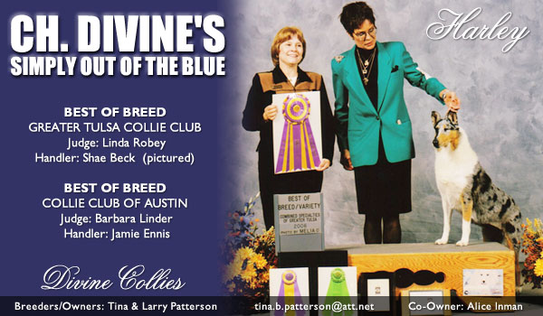 Divine Collies -- CH Divine's Simply Out Of The Blue