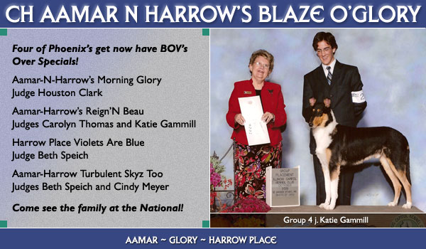 Aamar/Glory/Harrow Place -- CH Aamar N Harrow's Blaze O'Glory