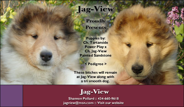 Jag-View Collies