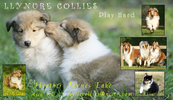 Llynure Collies