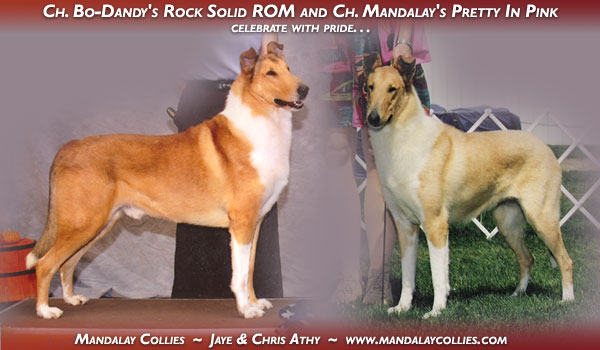 Mandalay Collies -- CH Bo-Dandy's Rock Solid ROM and CH Mandalay's Pretty In Pink