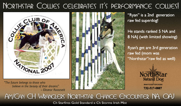 Northstar Collies -- A/C CH Wranglers Northstar Chance Encounter, NA, OAJ