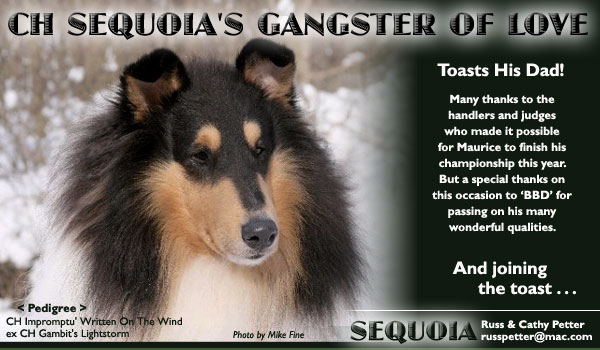 Sequoia -- CH Sequoia's Gangster Of Love