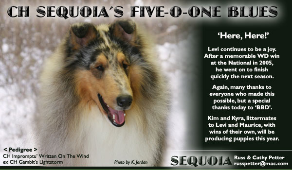 Sequoia -- CH Sequoia's Five-O-One-Blues