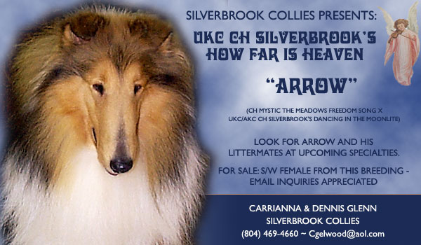 Silverbrook Collies -- UKC CH Silverbrook's How Far Is Heaven