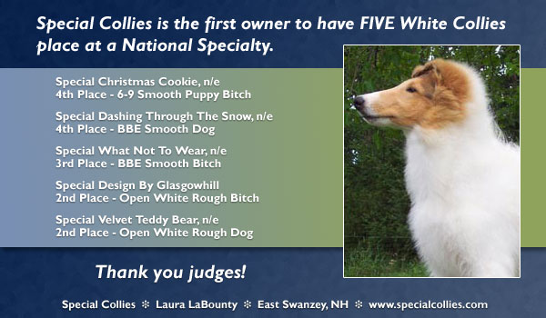 Special Collies